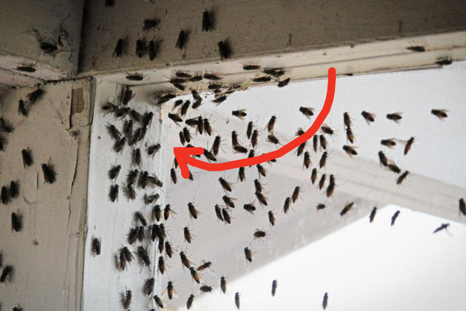 arrow pointing to a swarm of bugs