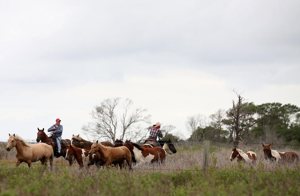 Wild Chincoteague Ponies Rounded Up For Yearly Swim