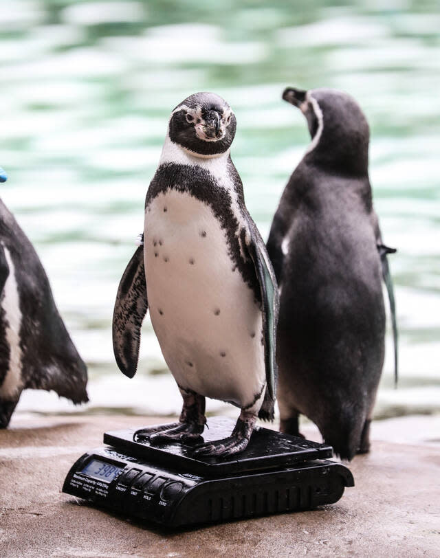 Das Durchschnittsgewicht eines Humboldt-Pinguins beträgt übrigens vier Kilo, doch die Tiere können bis zu knapp sechs Kilo schwer werden.