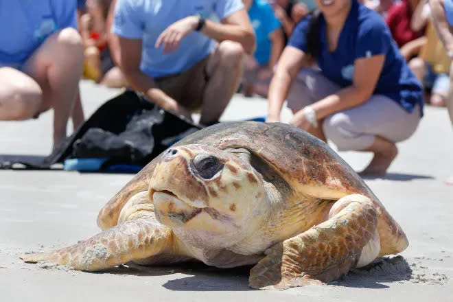 Whitney, a loggerhead sea turtle, draws a crowd in Ponce Inlet as she heads toward the ocean in this archive photo. Nesting season begins May 1, and beachgoers should contact the Florida Fish and Wildlife Conservation Commission if they spot a turtle in need.