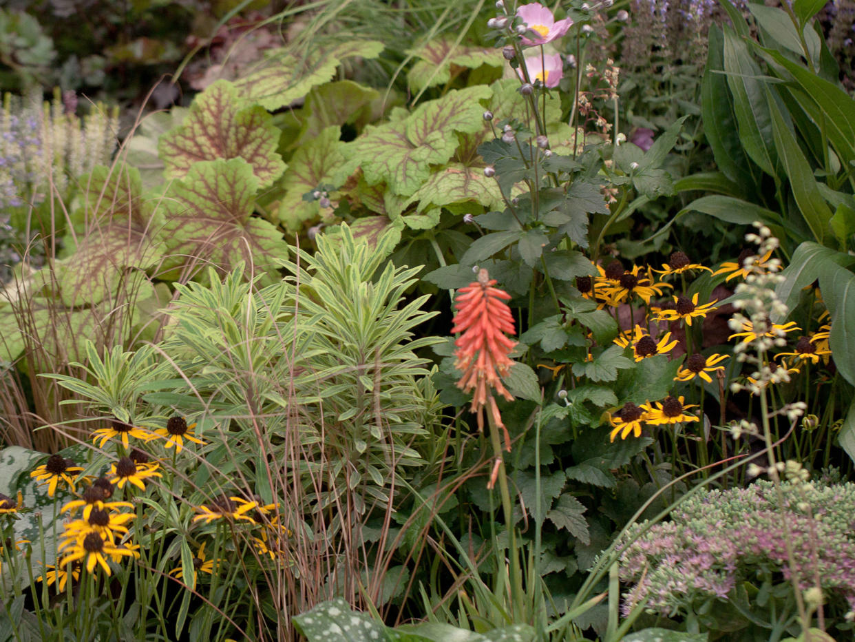  Perennials in flowerbed including red hot poker and heuchera. 