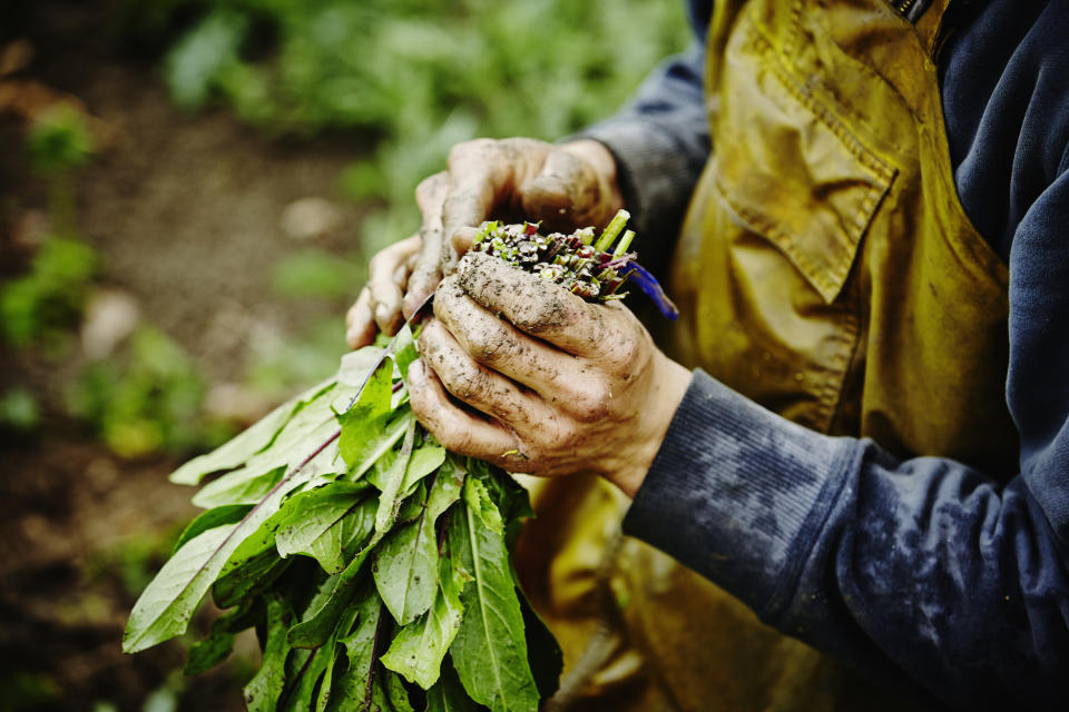 Farmers muddy hands bundling bunch of organic dandelion greens in field