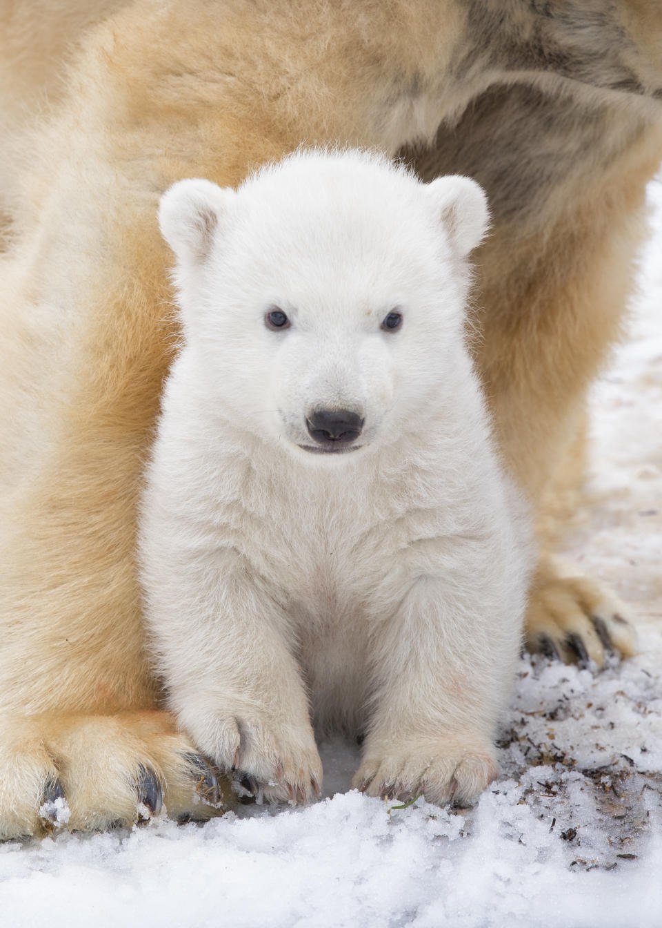 Keepers won’t know the sex of the cub until it leaves its mother’s side (Picture: SWNS)