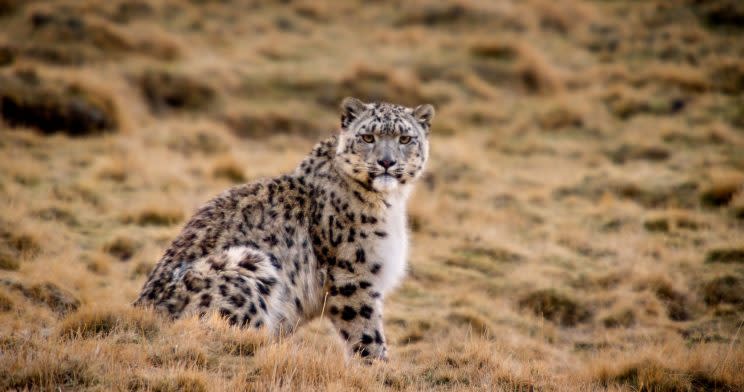 Dawa the snow leopard in “Born in China.”