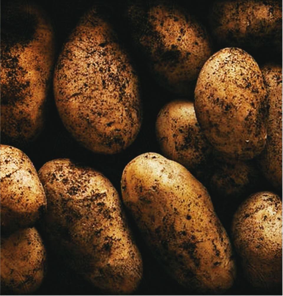 馬鈴薯是波蘭伏特加的主要原料，但也有用穀物當原料的。