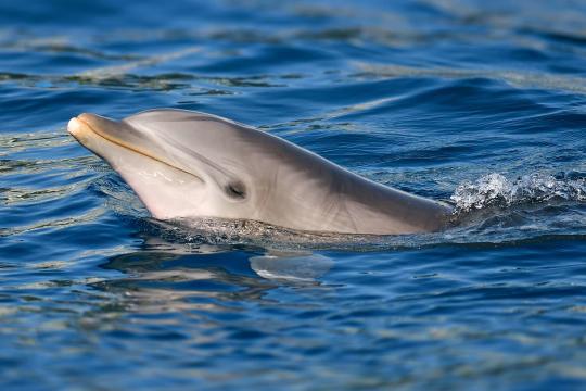 Another Dolphin Dies at The Mirage