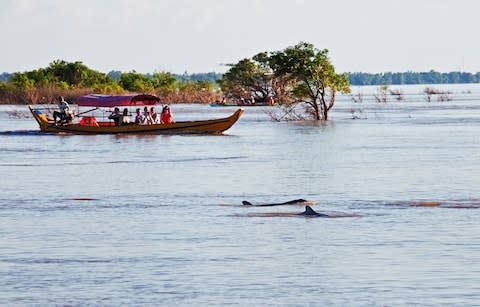 Irrawaddy dolphins rising from water - Credit: Getty