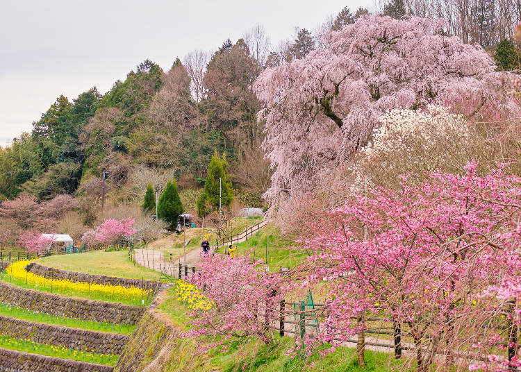 The tree's stunning branches, paired with peach blossoms