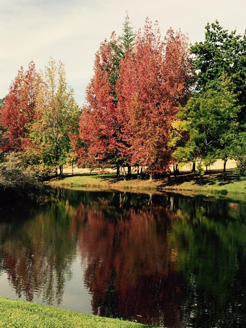 Fall foliage bursts forth on Ironstone Vineyard grounds in October.