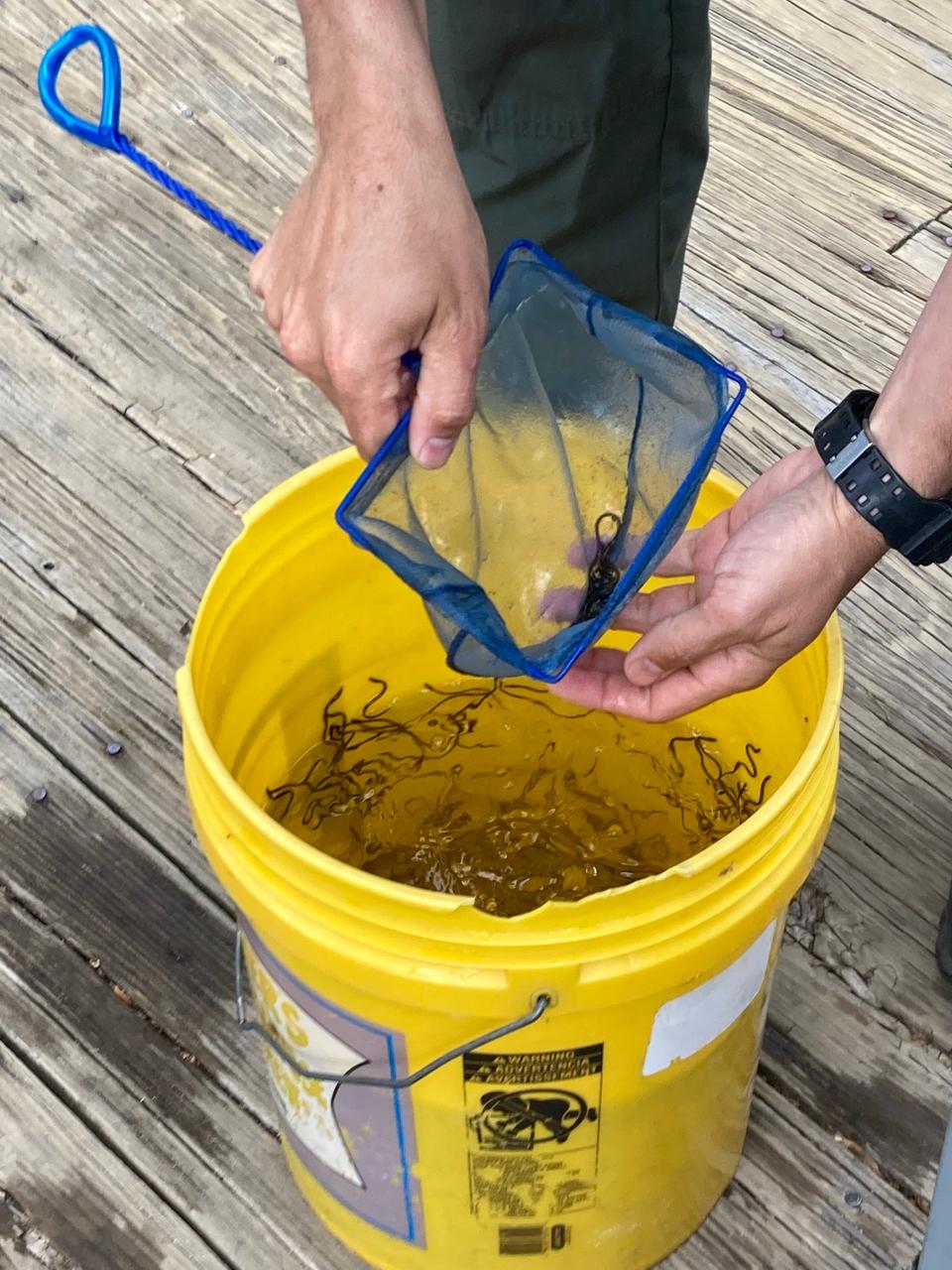 Natural Resources officers Nate Cristofori collects glass eels from the eel ladder at Plimoth Grist Mill.