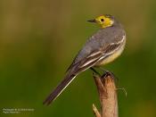 The <strong>Citrine Wagtail</strong> or Yellow-headed Wagtail (<em>Motacilla citreola</em>) is a winter migrant that breeds in north central Asia in summer.