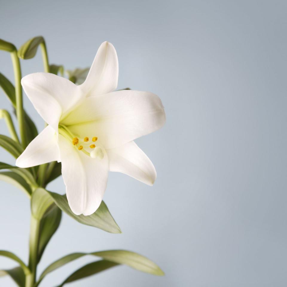 easter lily on blue background