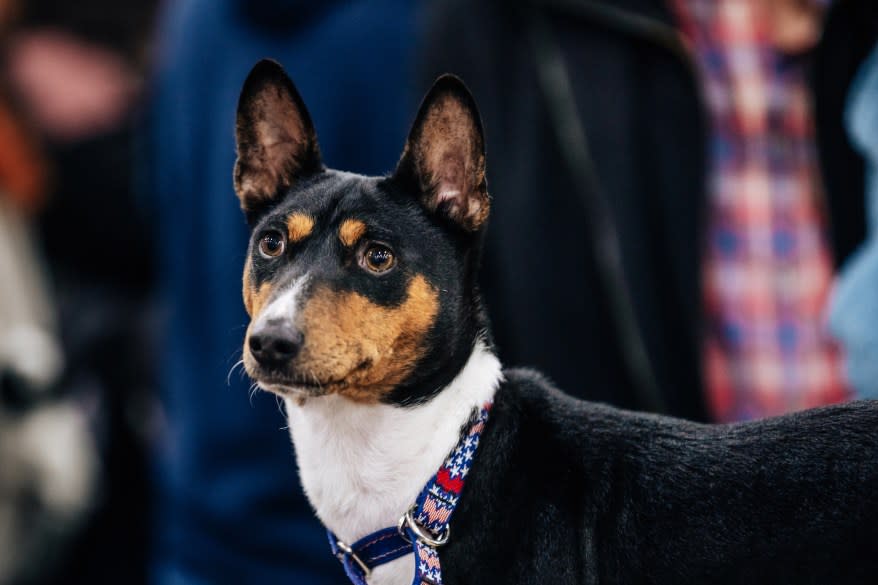 A Basenji at the American Kennel Club’s “Meet the Breeds” event.