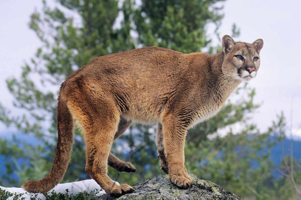 Mountain Lion