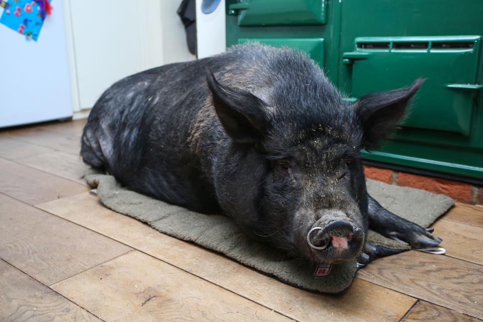 Owner Mille says: “She’s enormous. She’s as long as the Aga, and as big as the sofa.” (SWNS)