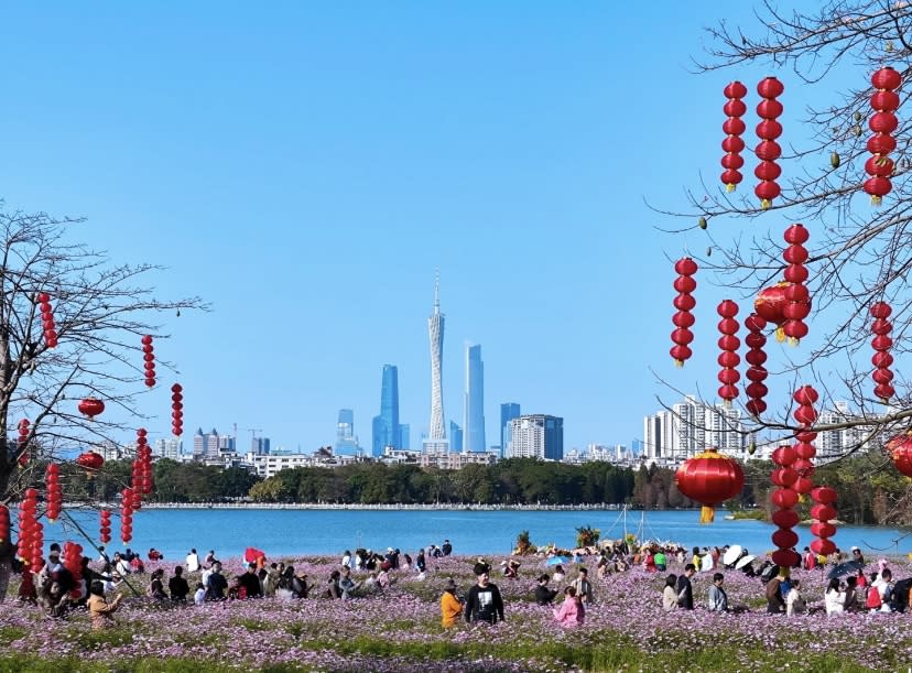 廣州旅遊｜廣州海珠湖公園賞波斯菊！花海佔地17萬呎、免費入場 遠眺廣州塔小蠻腰＋登遊船賞兩岸打卡靚景