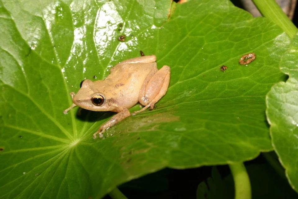 Rana coquí (Eleutherodactylus coqui) | imagen Wikipedia CC