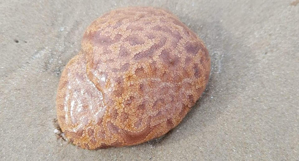 An ascidian or sea squirt washed up on a beach in Tasmania.