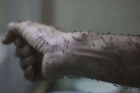 The forearm of a public health technician is seen covered with sterile female Aedes aegyti mosquitoes after leaving a recipient to cultivate larvae, in a research area to prevent the spread of Zika virus and other mosquito-borne diseases, at the entomology department of the Ministry of Public Health, in Guatemala City, January 26, 2016. REUTERS/Josue Decavele