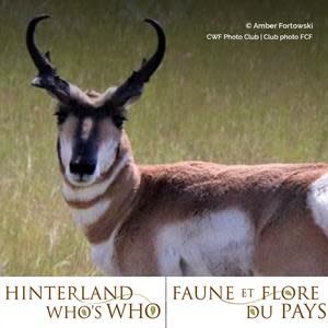 Find out more about the fascinating Pronghorn and the surprising Long-billed Curlew at HWW.ca. Videos on 40 species and topics have been produced by HWW, the Canadian Wildlife Federation and Environment and Climate Change Canada in recent years. All the resources are available in English and French. Selected videos are also available in eight Indigenous languages.