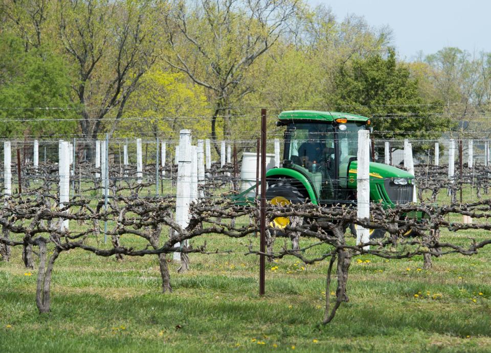 Mike Reese, the winemaker at Nassau Valley Vineyards in Lewes, tends to six acres of the vineyard where they grow grapes for Merlot, Cabernet Franc and Cabernet Sauvignon.
