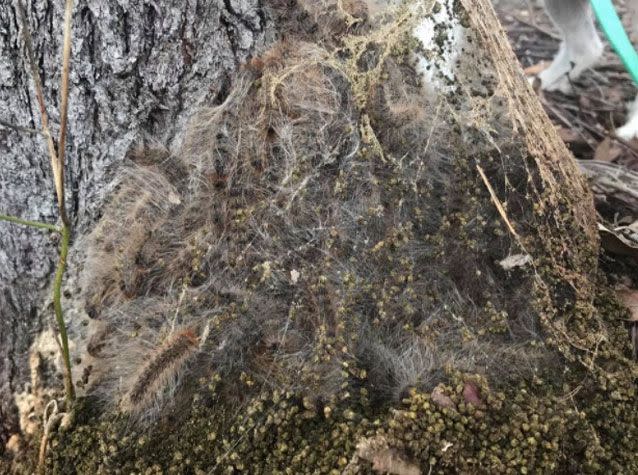 Julie Vidler spotted the caterpillars in Brisbane while walking her dog. Source: Supplied