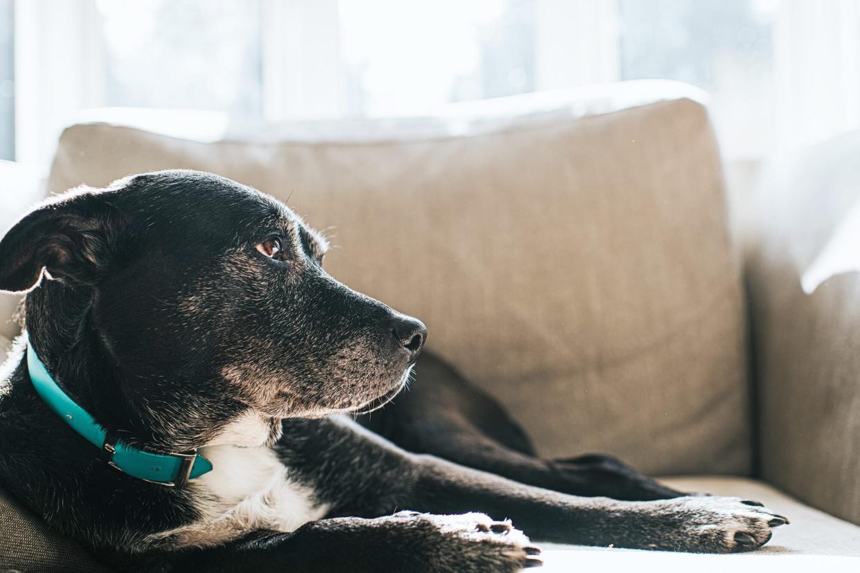 sleepy dog laying on couch; ataxia in dogs