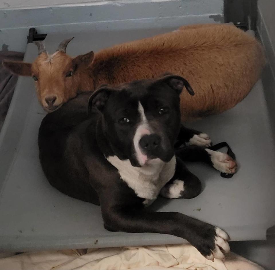 Felix the dog and Cinnamon the goat cuddling up for a nap together.