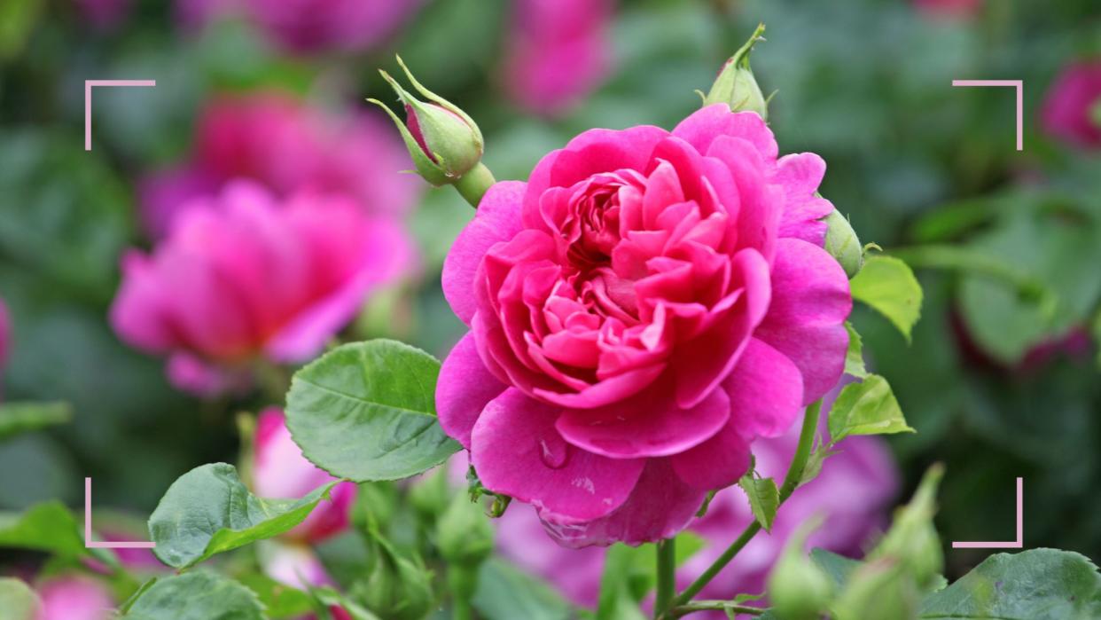  Pink rose in bloom on a garden shrub to support Monty Don's rose deadheading advice. 