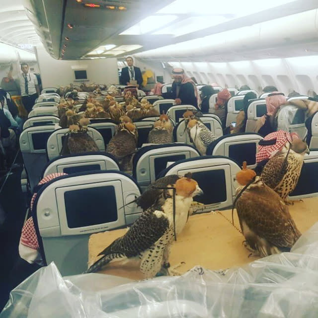 Saudi prince buys plane seats for 80 falcons