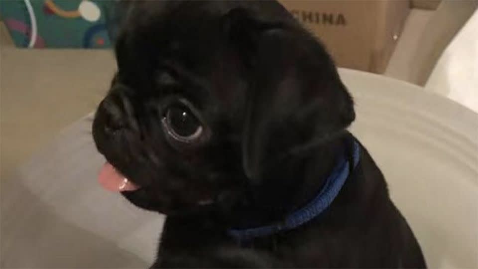 Egg the pug was initially reported stolen in February. Photo: 7 News.