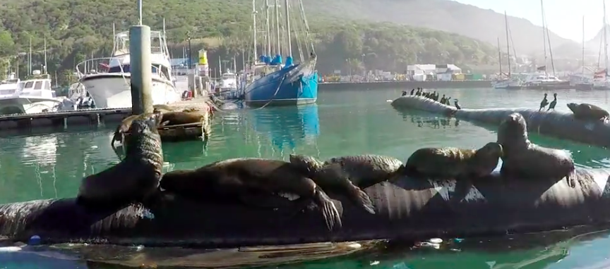 The country is home to native Cape Fur Seals. Source: Yahoo Lifestyle