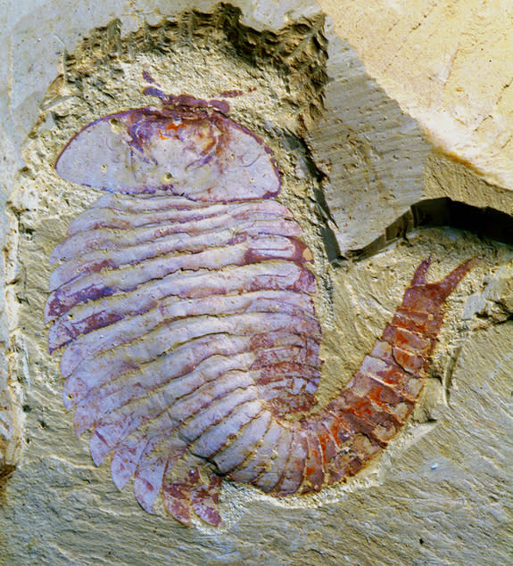 <i>Fuxianhuia protensa</i>, a 520 million-year-old fossil from China discovered to contain a preserved brain.