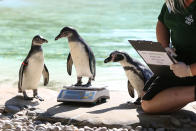 <p>Penguin chick Bracchino is weighed by a zookeeper, during the annual weigh-in at London Zoo, England, Wednesday, Aug. 24, 2016. Home to more than 700 different species, zookeepers regularly record the heights and weights of all the creatures at ZSL London Zoo as a key way of monitoring the residents' overall wellbeing. This important information is shared with zoos around the world using ZIMS - the Zoological Information Management System - to help zoologists compare details on thousands of endangered species. (Photo: Laura Dale/AP) </p>