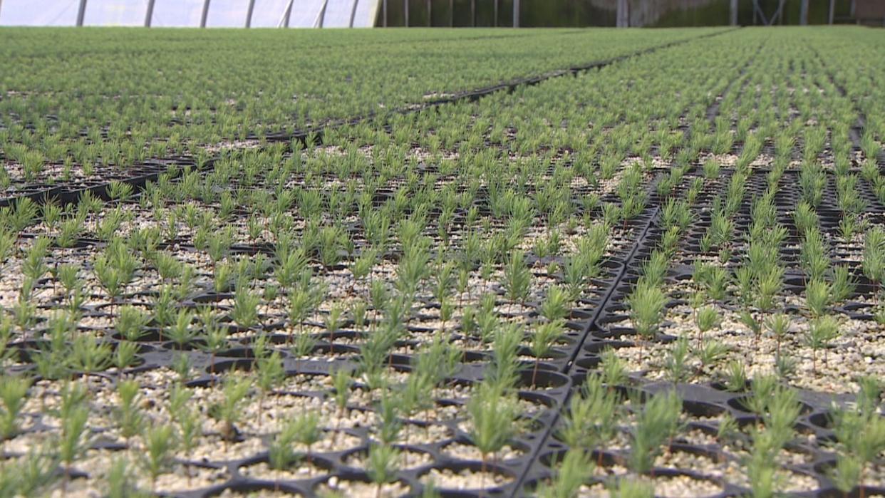 Demand for trees on P.E.I. has grown in the years since post-tropical storm Fiona in 2022.  (Rob LeClair/CBC - image credit)