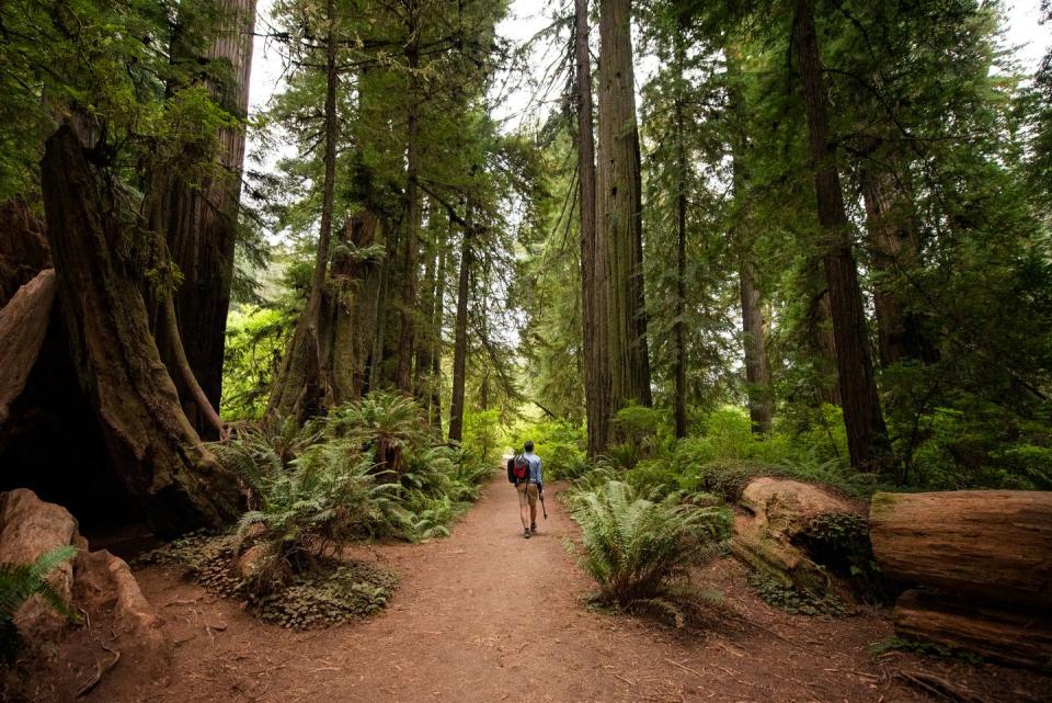 tourist walking in the redwood national park, california, usa