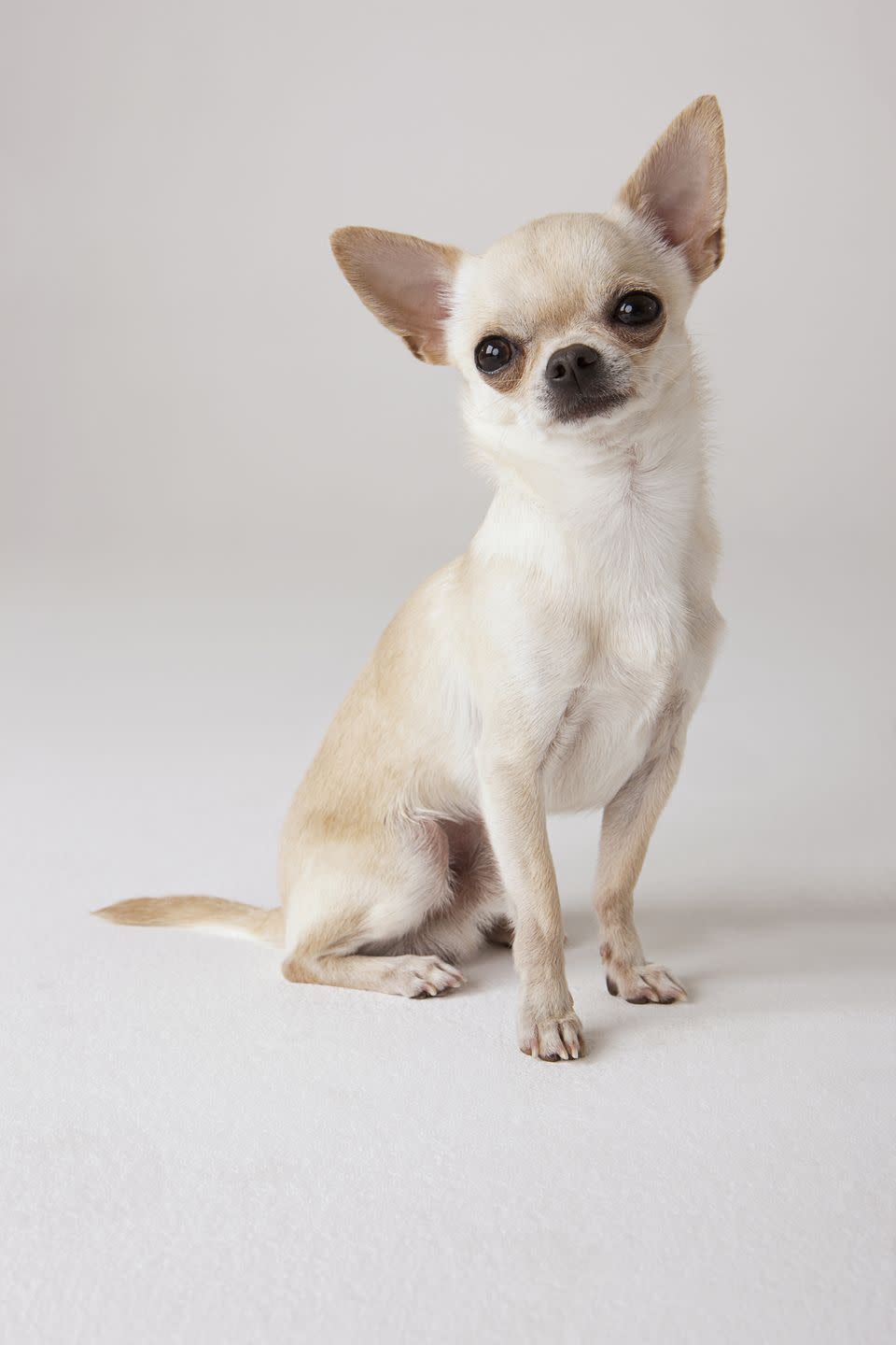 portrait of chihuahua sitting smallest dog breeds