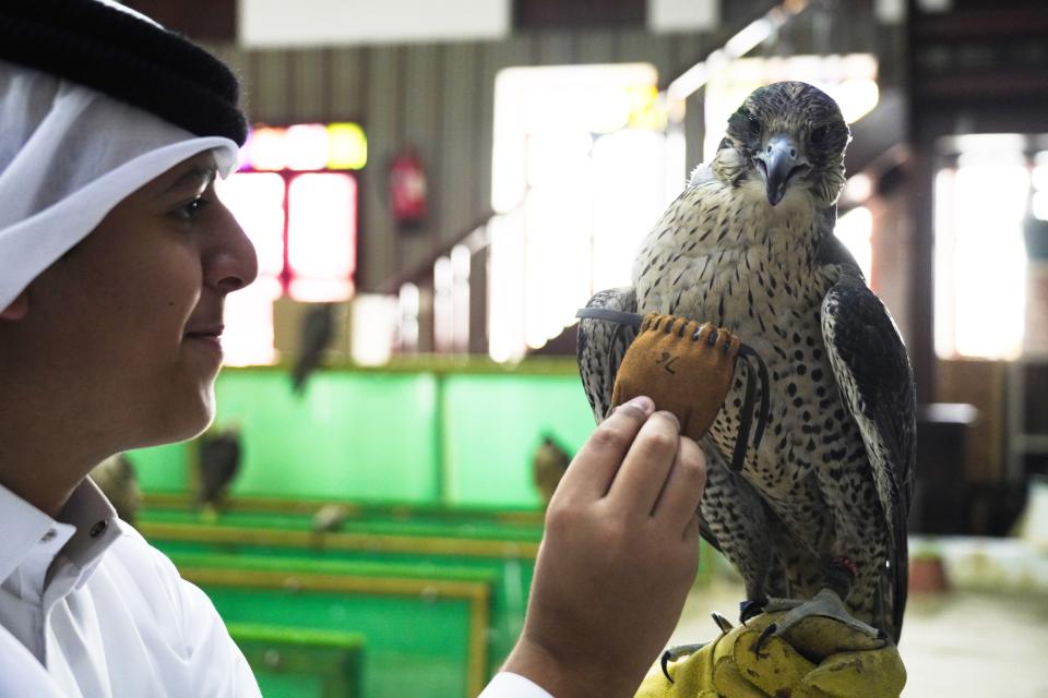 Qatari Abdulaziz Alansi, 16, looks at a falcon for sale in a shop in Doha, Qatar, Saturday, Nov. 19, 2022. Qatar has become synonymous with soccer since winning the rights to host the FIFA World Cup that opens on Sunday. But another sport is flying high in the historic center of Doha as over a million foreign fans flock to the tiny emirate: Falconry. (AP Photo/Jon Gambrell)