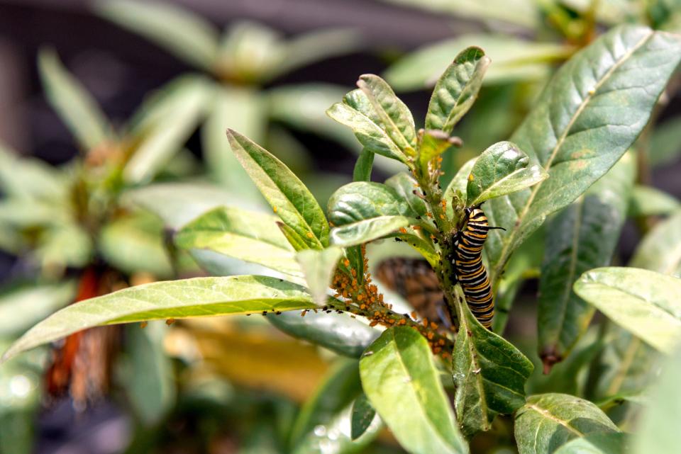 Oleander aphids on a tropical milkweed plant with a monarch butterfly caterpillar.