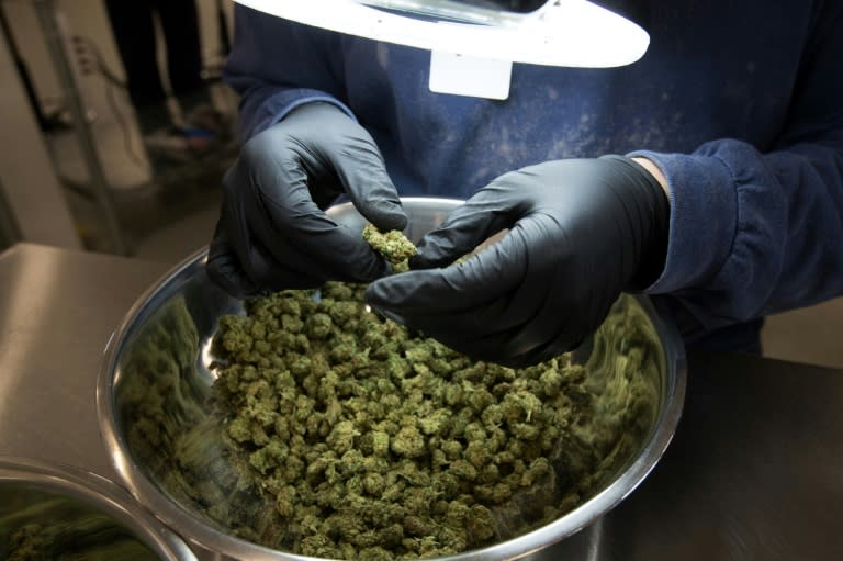 An employee inspect medicinal marijuana by hand at Tweed INC. in Smith Falls, Ontario December 5, 2016