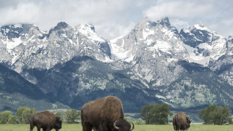 Rocky mountains with bison in foreground