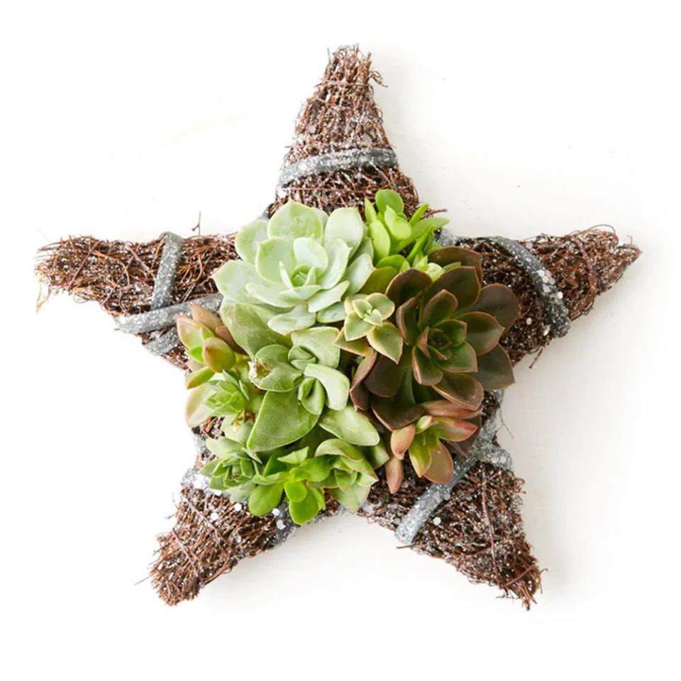 7) Fresh Live Succulent Star Ornament