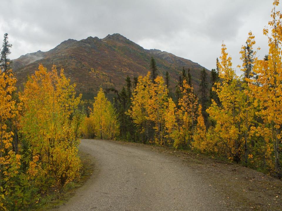 An empty road facing a mountain with trees with yellow leaves on each side.