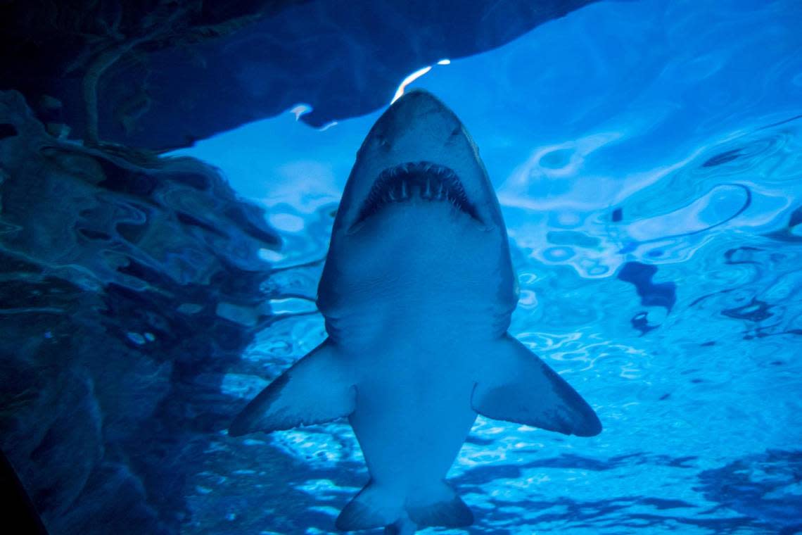 A Sand Tiger shark swims through Dangerous Reef. Sand Tiger #3 has been in Ripley’s Aquarium since their opening in 1997. Ripley’s Aquarium is celebrating their 25th year of entertaining and educating guests in Myrtle Beach. June 15, 2022.