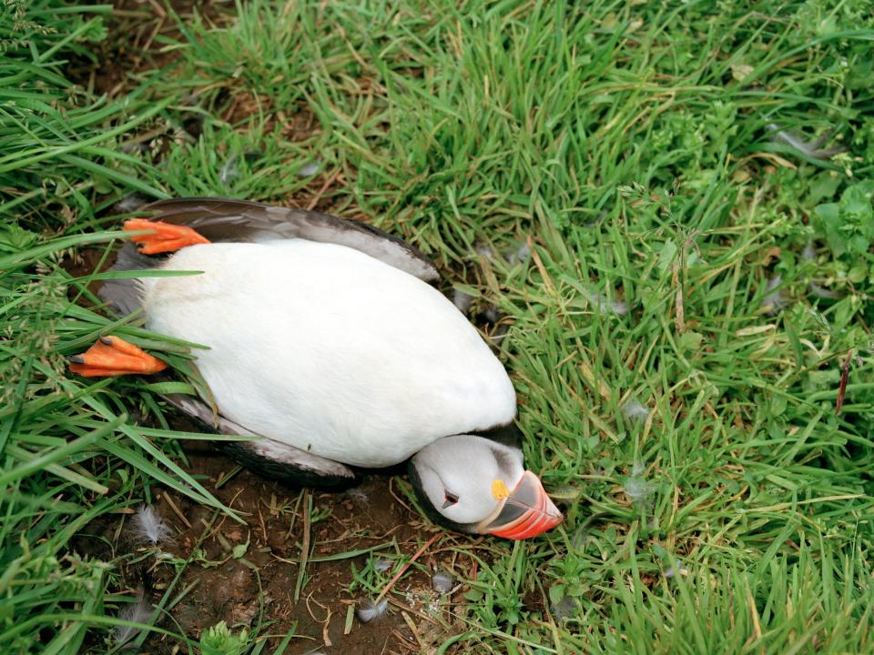A dead puffin lying on the grass after being caught using a net by a puffin hunter.