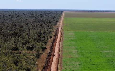 The Cerrado, a vast tropical savanna ecoregion of Brazil, is being cleared for soy monoculture - Credit:  Adriano Gambarni/ PA