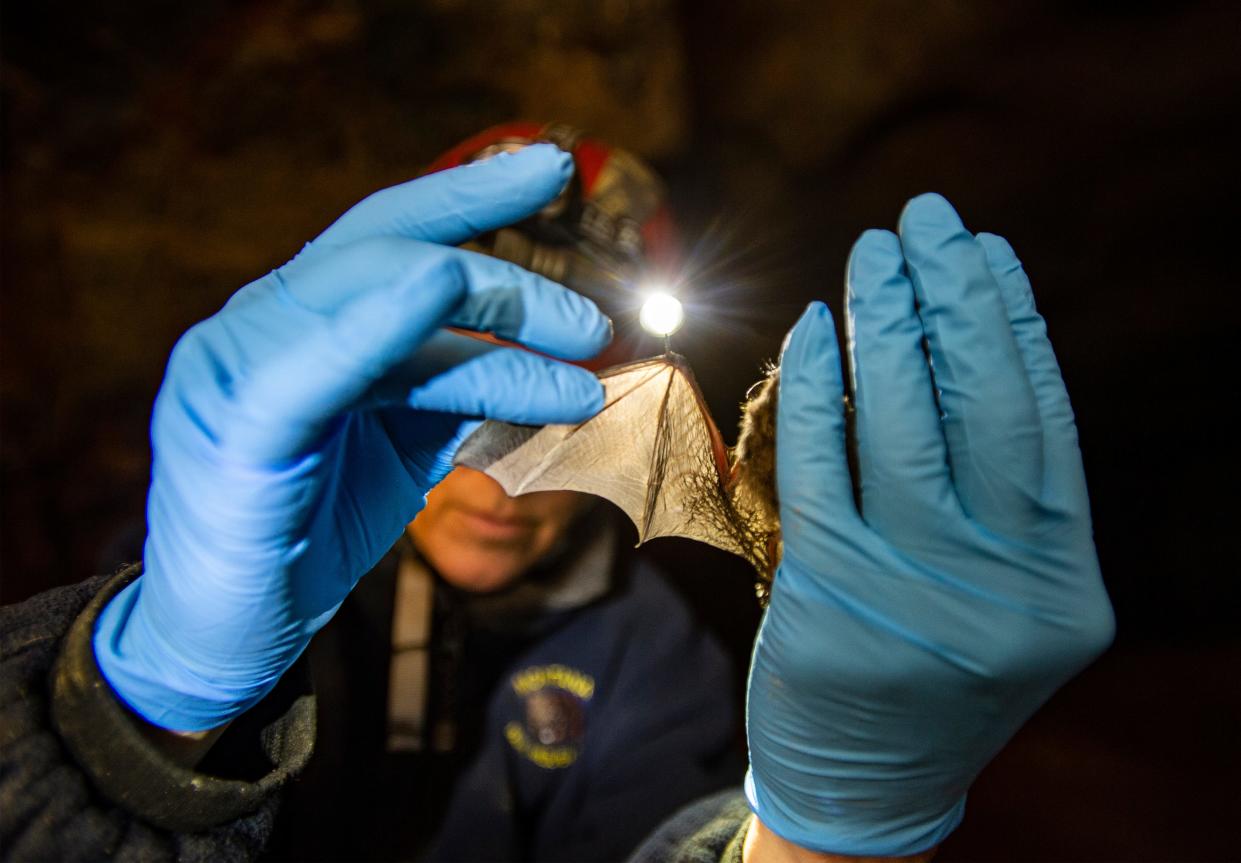 Non-game wildlife biologist Lauri Hanauska-Brown, extends the wing of a of bat found in Lick Creek Cave in the Little Belt Mountains after collecting nose and wing swabs to test for white-nose syndrome.