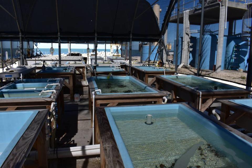 Bleached and paled fragments of Elkhorn and Staghorn corals are parceled out into a seawater aquarium at Keys Marine Laboratory, where scientists are frantically rushing to store corals imperiled by the record-breaking heat.