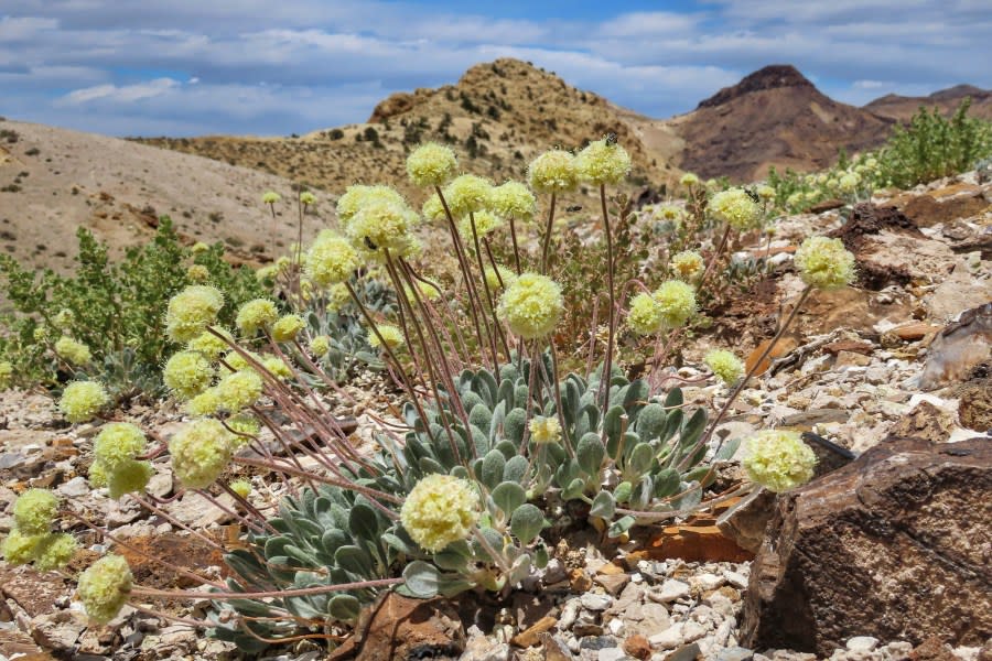 FILE – In this 2020 photo provided by the Center for Biological Diversity is a Tiehm’s buckwheat near the site of a proposed mine in Nevada. Conservationists who won a court order against U.S. wildlife officials in the same dispute two years ago say they intend to sue them again for failing to protect a Nevada wildflower, a Tiehm’s buckwheat proposed for endangered species listing, where a lithium mine is planned. (Patrick Donnelly/Center for Biological Diversity via AP, File)