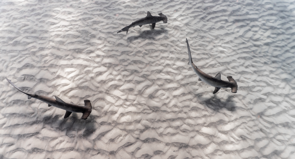 An aerial image showing three hammerhead sharks in the shallows.